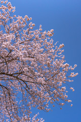 full bloom beautiful pink cherry blossoms flowers ( sakura ) in springtime sunny day with blue sky natural background