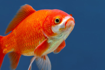 Red decorative aquarium fish closeup, blue water background