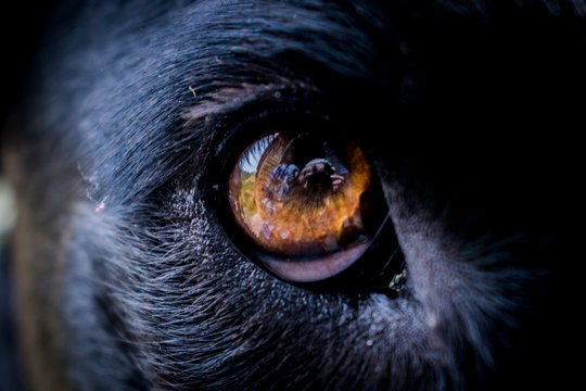 eye of a dog