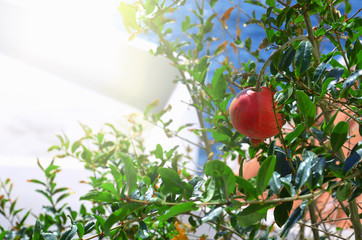 pomegranate grows on a tree