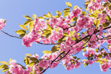 blooming cherry