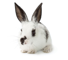 Cute white rabbit