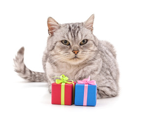 Kitten and gifts.