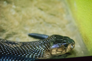 The monocled cobra (Naja kaouthia), also called monocellate cobra, is a cobra species widespread across South and Southeast Asia.