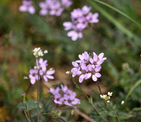 The field grows and blooms Erodium cicutarium