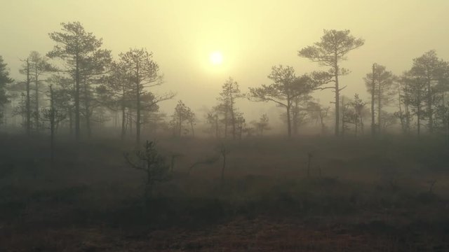 Cinematic shot of morning sunrise in a swamp with thick fog and peaky pine trees. Aerial shot of a marsh with thick morning fog and rising sun over peaky pine trees. Small bog pools in the middle