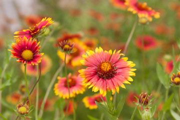 blanketflower gaillardia meadow