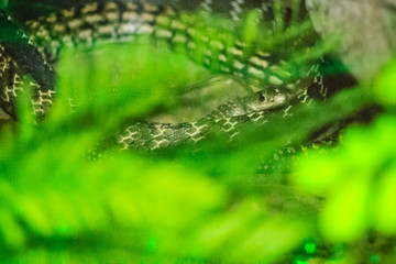 Keeled rat (Ptyas carinata) in the snake farm. Commonly known as the keeled rat snake, Ptyas carinata is a species of colubrid snake.