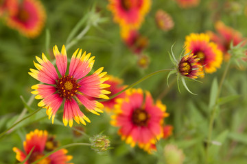 blanketflower group gaillardia
