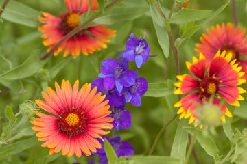 Fototapeta premium larkspur blanketflower gaillardia
