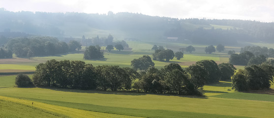 Fields And Trees