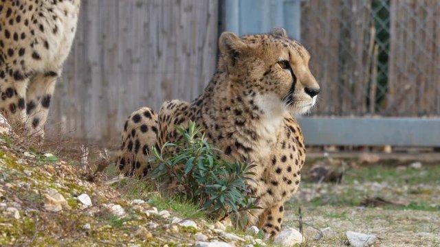 Cheetah Acinonyx jubatus Schreber lying in Lunaret zoo Montpellier. Close shot in an enclosure.