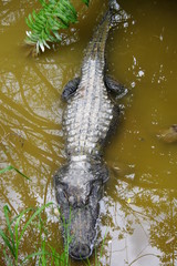 crocodile en immertion 