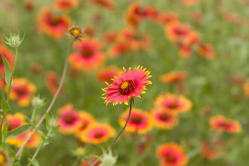 gaillardia blanketflower meadow