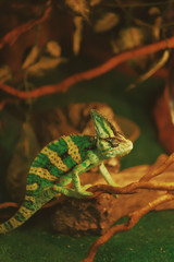 photo of a chameleon sitting on a branch