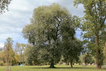 Fototapeta na wymiar Tree