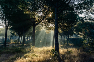 View of sunbeams in the misty pine forest.