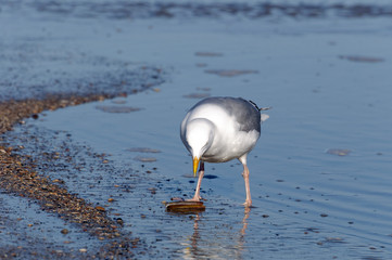 Möwe,Wasser,Vogel, Nooedsee, Wattenmeer, 