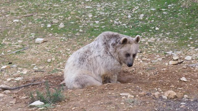 Bear ursus arctos syriacus sitting on the ground Montpellier zoo day time 