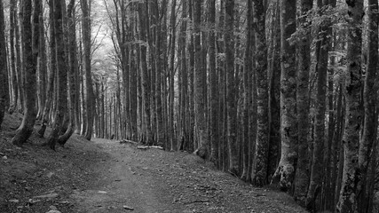 A beech forest lines the Camino de Santiago as it descends through the Spanish Pyrenees