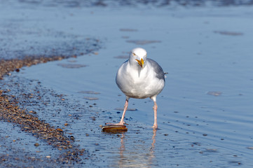 Möwe,Wasser,Vogel, Nooedsee, Wattenmeer, 
