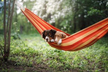two cute dogs lying in a hammock in nature. Rest with a pet, Nova Scotia Retriever and Australian Shepherd