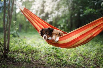 two cute dogs lying in a hammock in nature. Rest with a pet, Nova Scotia Retriever and Australian...