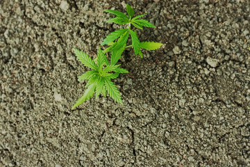 Cannabis seedling close up on background. Growing marijuana from soil for the production essential CBD oil in medicinal preparations