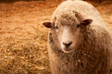 portrait of a sheep