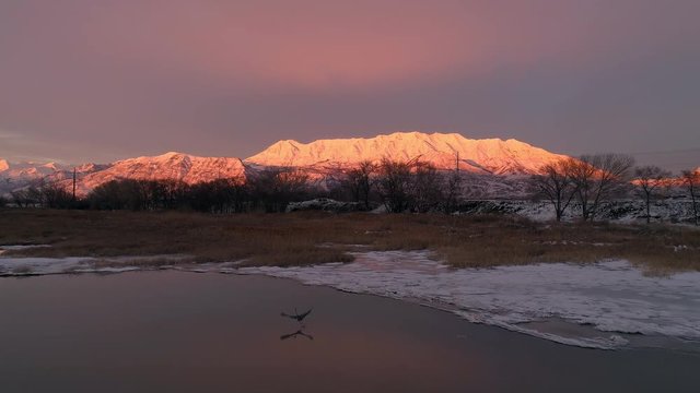 Flying towards snow capped mountain as heron takes flight from Utah Lake moving over ice on shoreline.