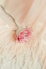 Tender flower rose lying on wedding dress