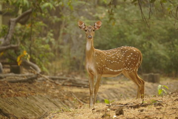 Naklejka na ściany i meble Axis deer standing in an Indian Forest or Park