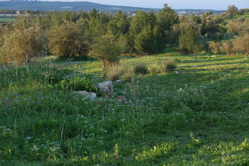 Forest nature and green background calm