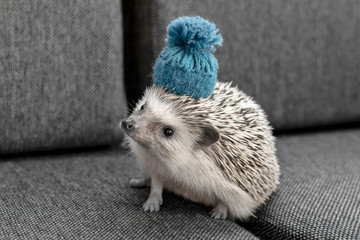 African Pygmy Small and adorable Hedgehog with blue hat © bennian_1