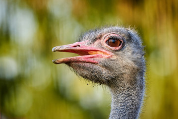Closeup of Ostrich Head (Struthio camelus)