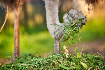 Ostrich (Struthio camelus) eating grass