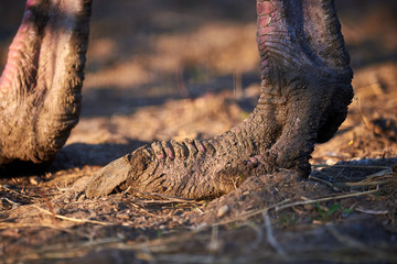 Closeup of Ostrich feet 