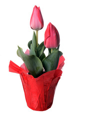 Two red tulips in a pot wrapped in red paper. Isolated on white background