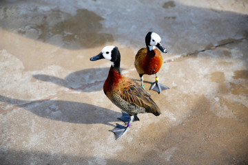 Love birds ducks. Loving animal couple. Pair of white-faced whistling ducks (Dendrocygna viduata)