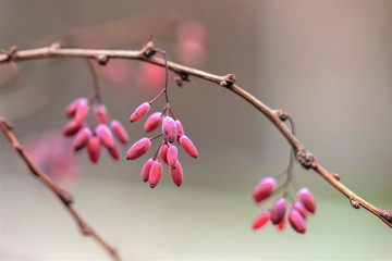 Soft image of barberry branches with pink berries. Macro shot.