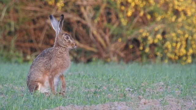 Feldhase (Lepus europaeus), Hare 