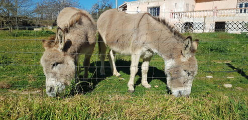 Burros
