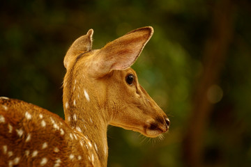 Portrait of a young chital, Indian spotted deer or axis deer