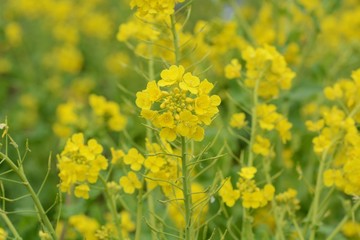 Rape blossoms in full bloom