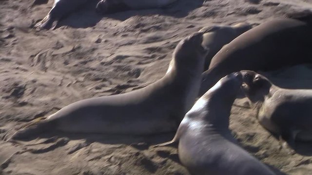 Three young male elephant seals confront each other at San Simeon, California