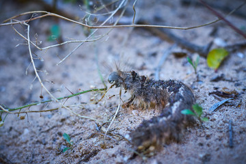Caterpillar in its natural habitat. In beach sand in the mediterranean.