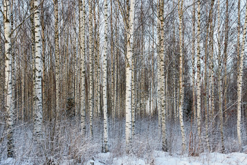 Frozen trees in the finnish forest in the winter. White snow covering the trees. Arctic nature in very cold weather in Finland.