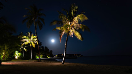 Fototapeta premium palm trees and full moon at night in the maldives
