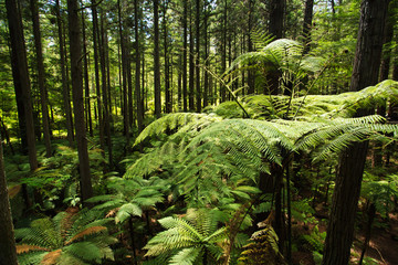 Fototapeta premium Forest of Tree Ferns and Giant Redwoods in Whakarewarewa Forest near Rotorua, New Zealand