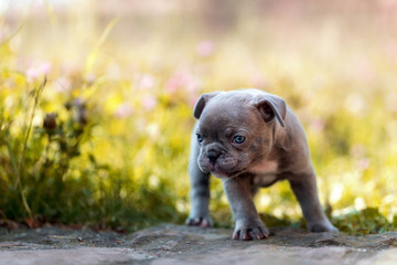 Puppy 6